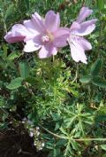 Malva moschata